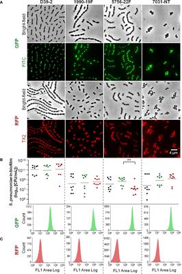 Intra-Species Interactions in Streptococcus pneumoniae Biofilms